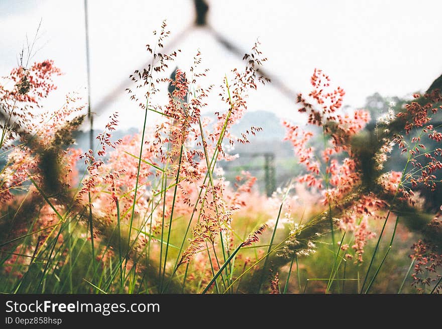 Pink Petaled Flower Outside Chain Link Fence