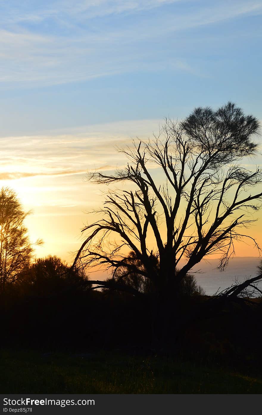 Silhouette of Trees