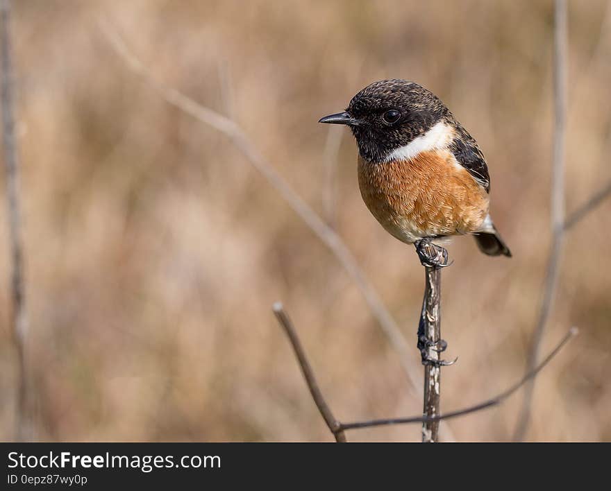 Black and Brown Bird