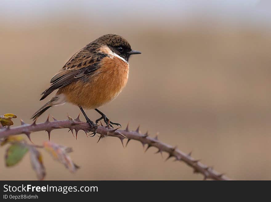 Macro Photography of Brown and White Bird on Spike Branch