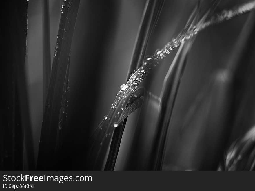 Grayscale Photo of Leaves