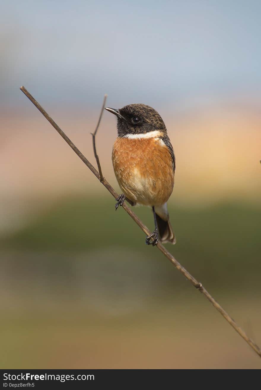 Brown and Black Bird on Brown Tree Branch