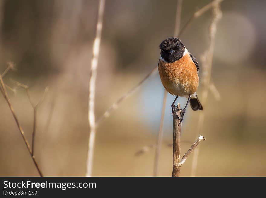 Brown Black Bird on Twig during Daytime