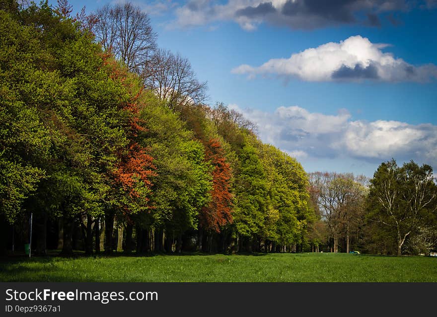 Green and Red Tress Under Blue Sky and White Clouds during Daytime