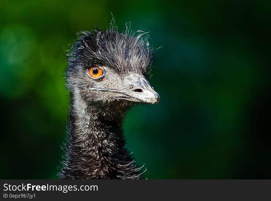 Black Ostrich Head