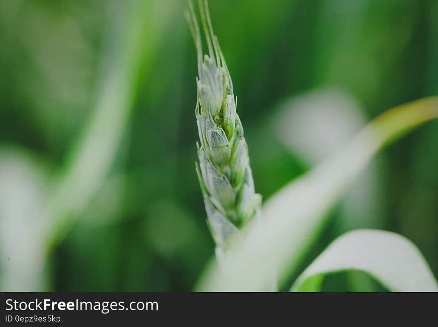 Close up of green grains of cereal in sunny field. Close up of green grains of cereal in sunny field.