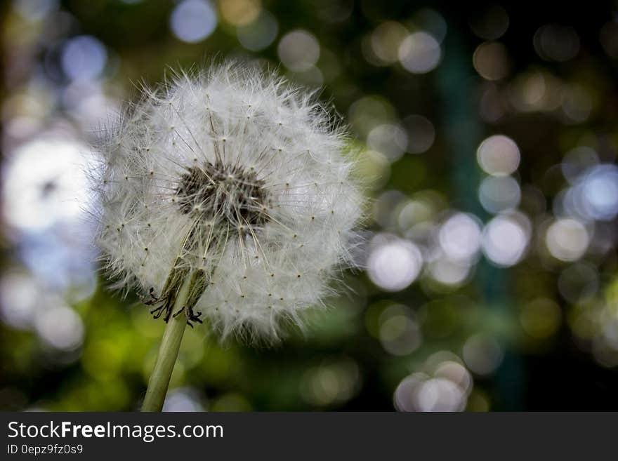 Shallow Focus Photography of White Dandelion