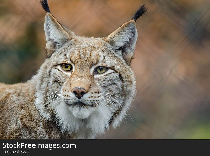 Brown and White Lynx in Close Photography