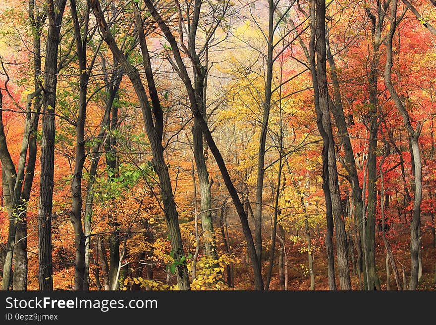 Close Up Photo of Yellow Orange and Green Leaf Trees