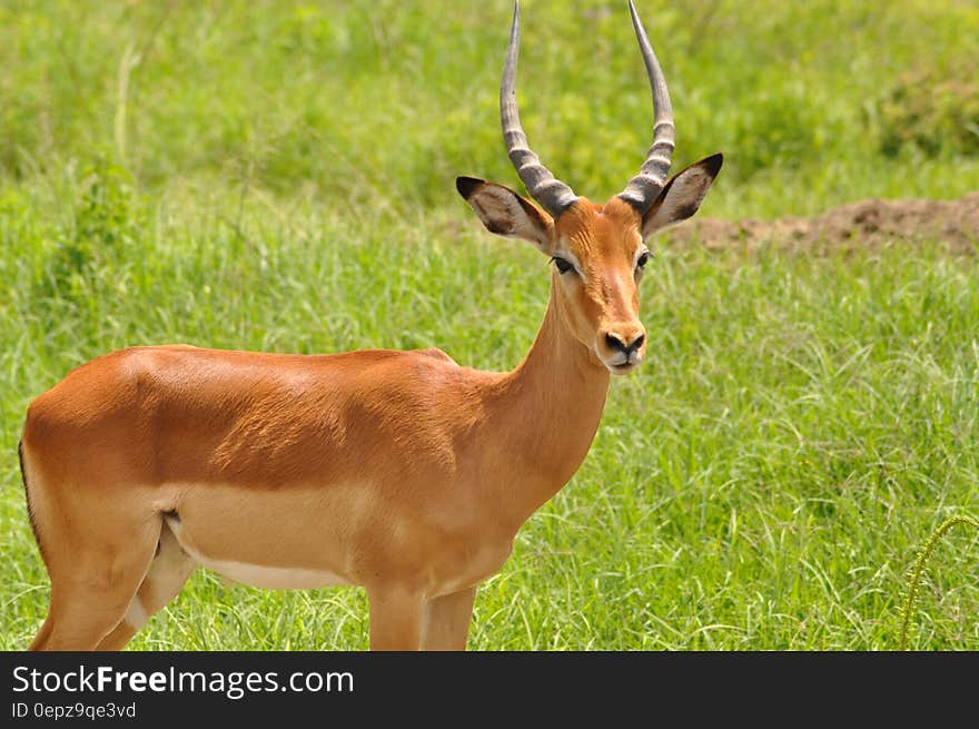 Portrait of gazelle in green grassland on sunny day. Portrait of gazelle in green grassland on sunny day.