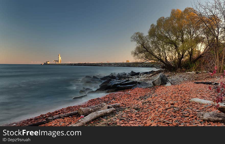 Green Tree Near the Beach Photo