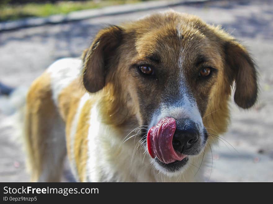 Portrait of brown and white dog standing on street outdoors on sunny day. Portrait of brown and white dog standing on street outdoors on sunny day.