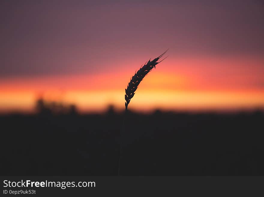 Grain Plant during Sunset