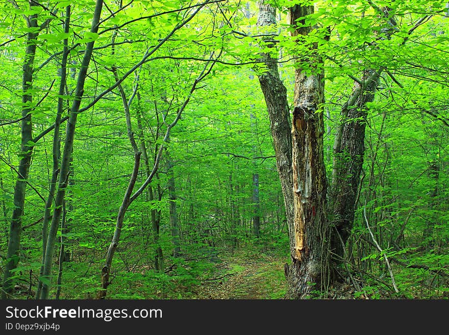 Brown Trunk Green Leaves Tree on Forest