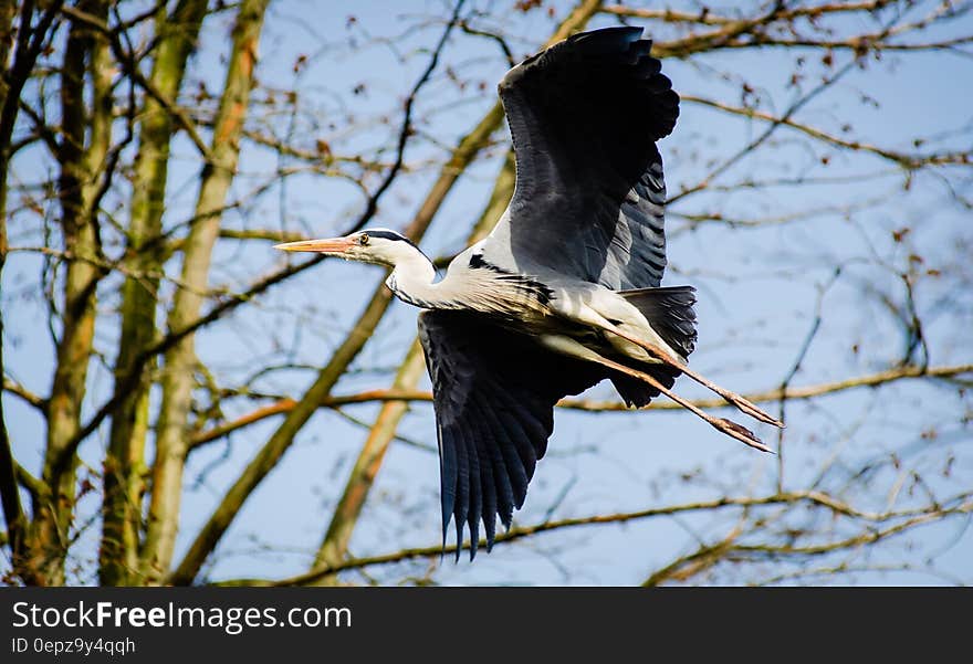 White Black Bird Flying during Daytime