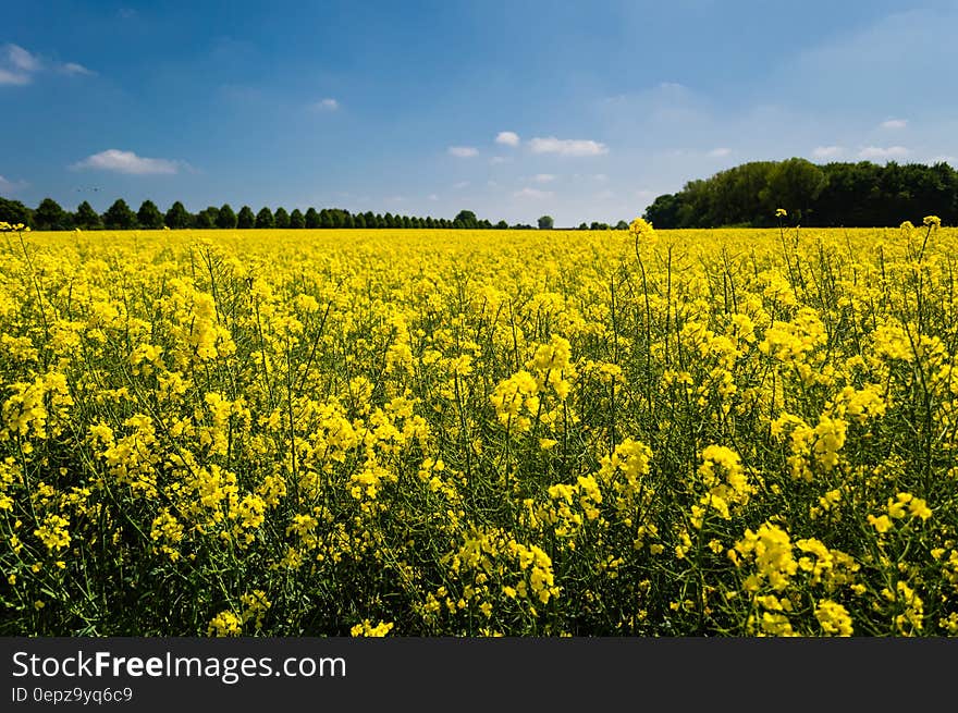 Field of Yellow Petaled Flower