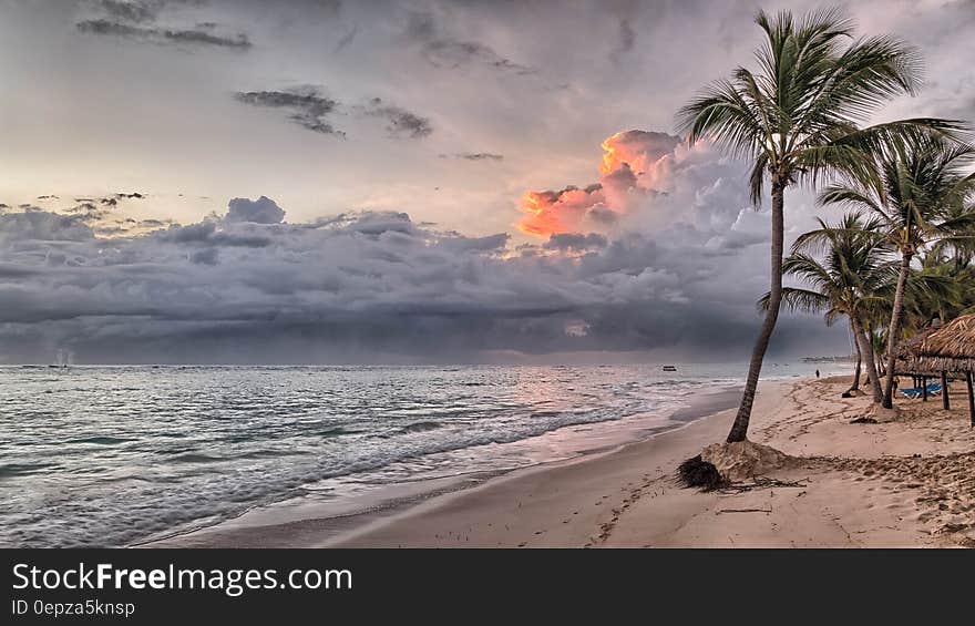 Coconut Tree on Shore during Daylight