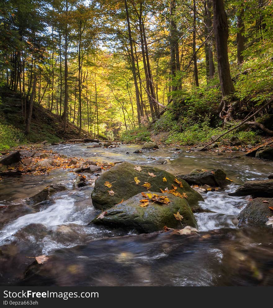 River in Forest during Daytime