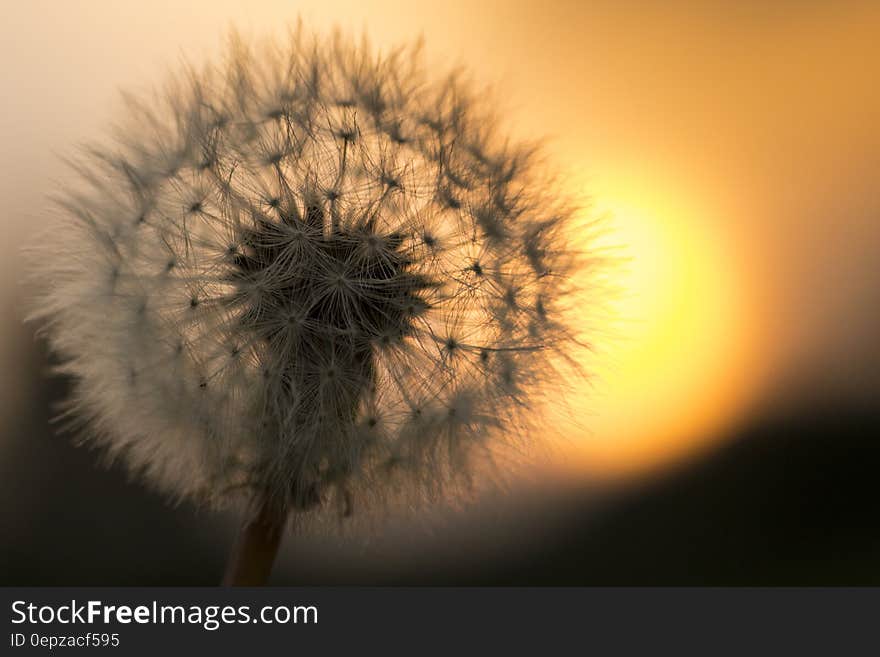 Dandelion Flower