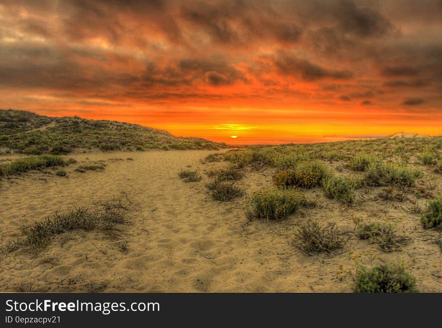 Green Leaf Plant and Brown Soil Under Gray Nimbus Clouds during Golden Hour