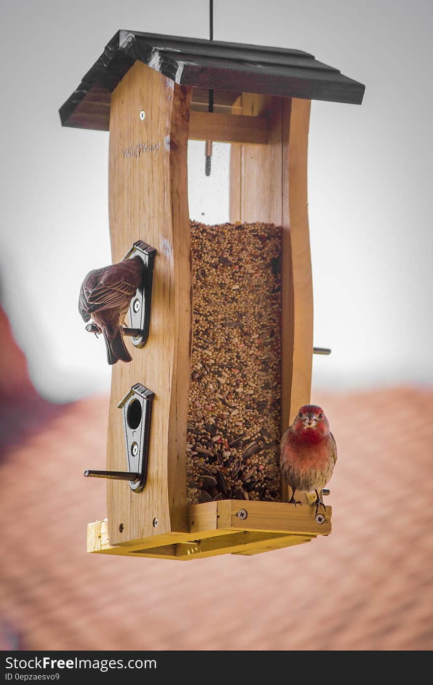 Birds on Brown Wooden Feeds Dispenser