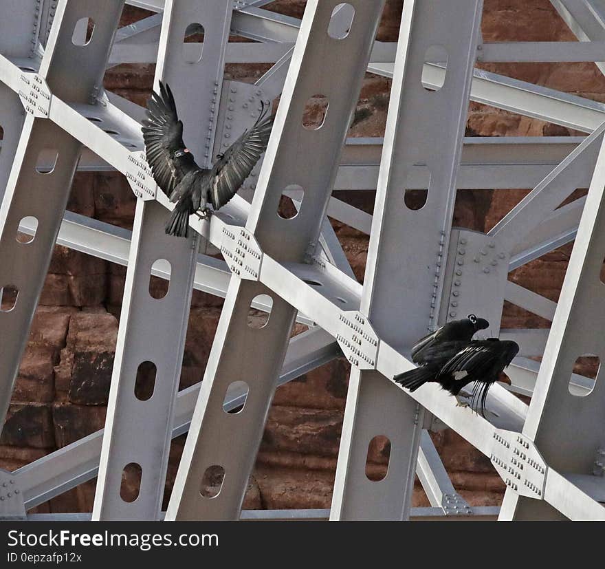 Black Birds on Scaffolding