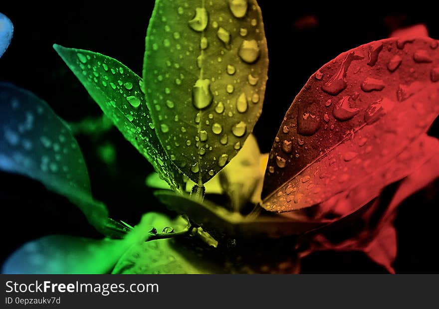 Red Green and Black Leaf Edited Focus