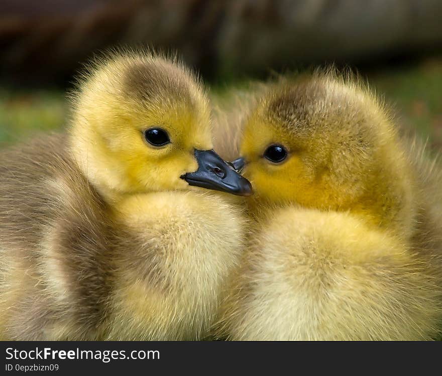 2 Yellow Ducklings Closeup Photography