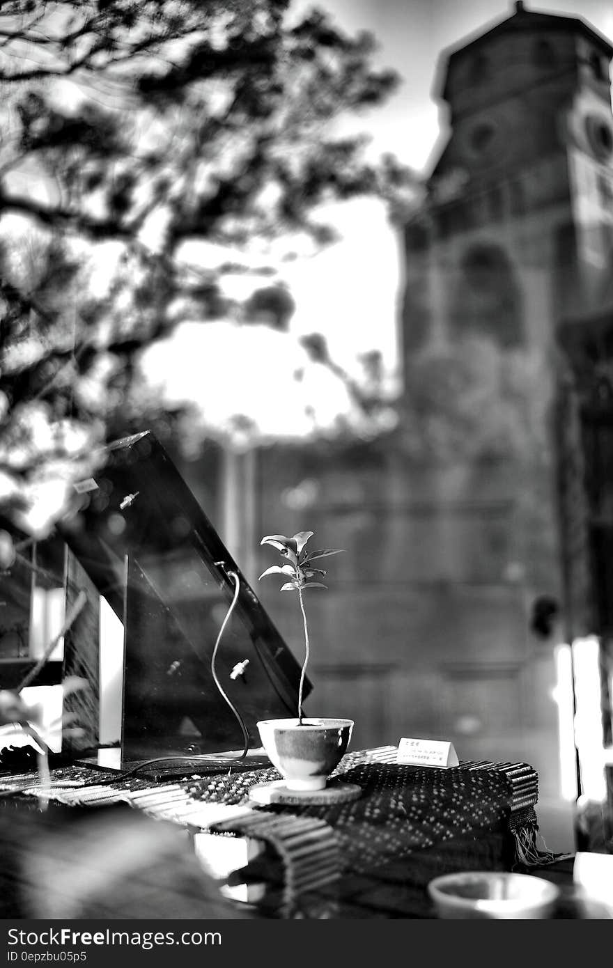 Grayscale Photography of Plant on Ceramic Vase