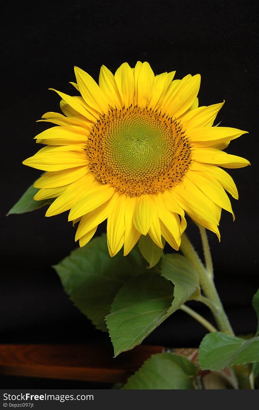 Yellow Flower Plant in Macro Shot