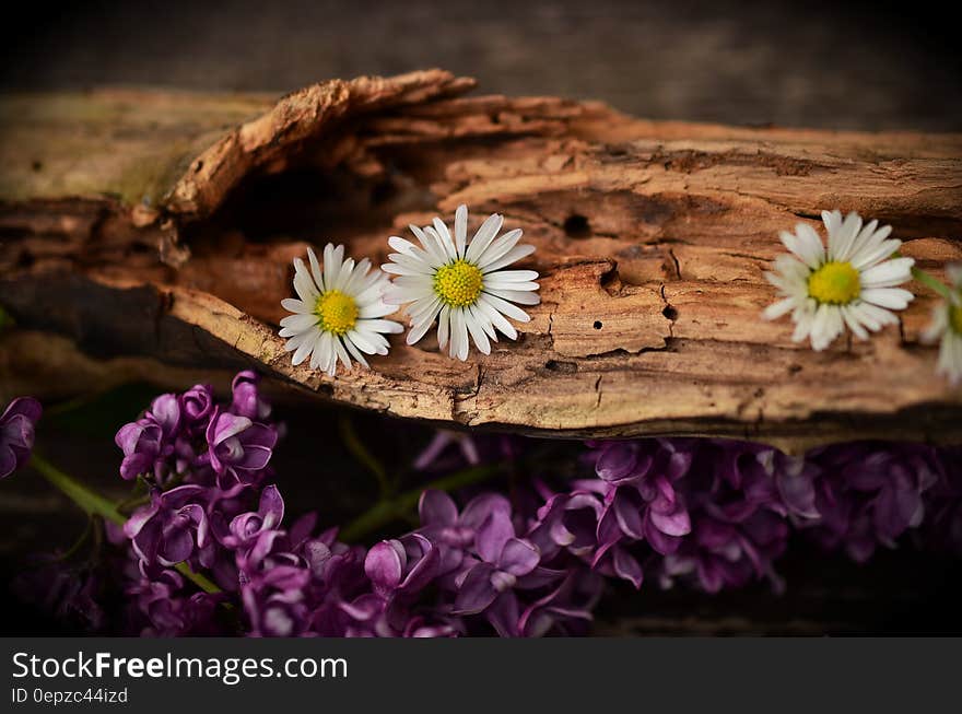 White Petaled Flower on Brown Trunks