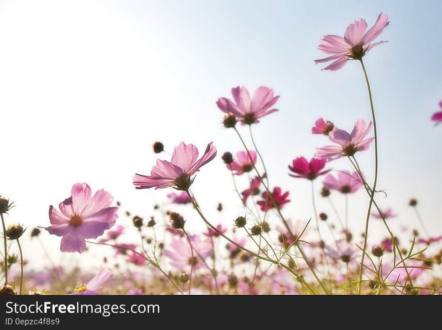 Pink Flower Field