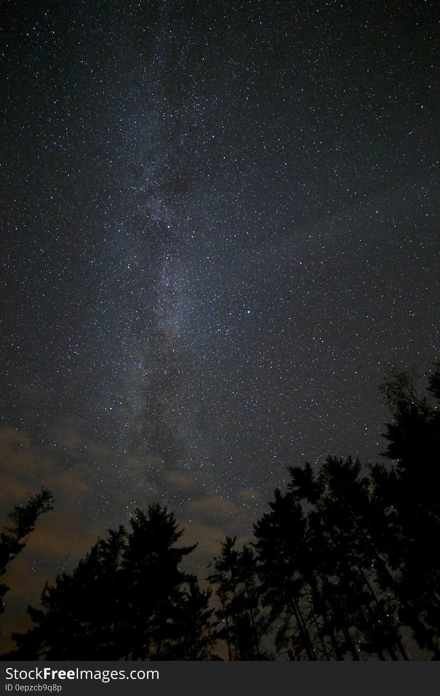 The Milky Way in the night sky and tree silhouettes.