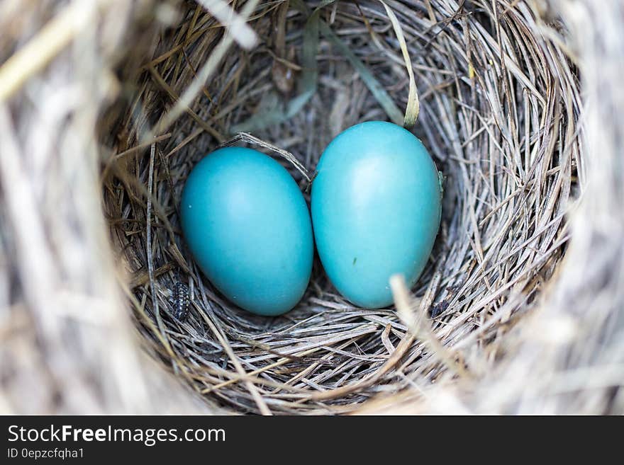 Selective Focus Photography2 Blue Egg on Nest