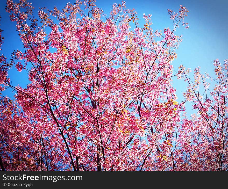 Pink and Yellow Leafed Tree Under Blue Sky during Daytime