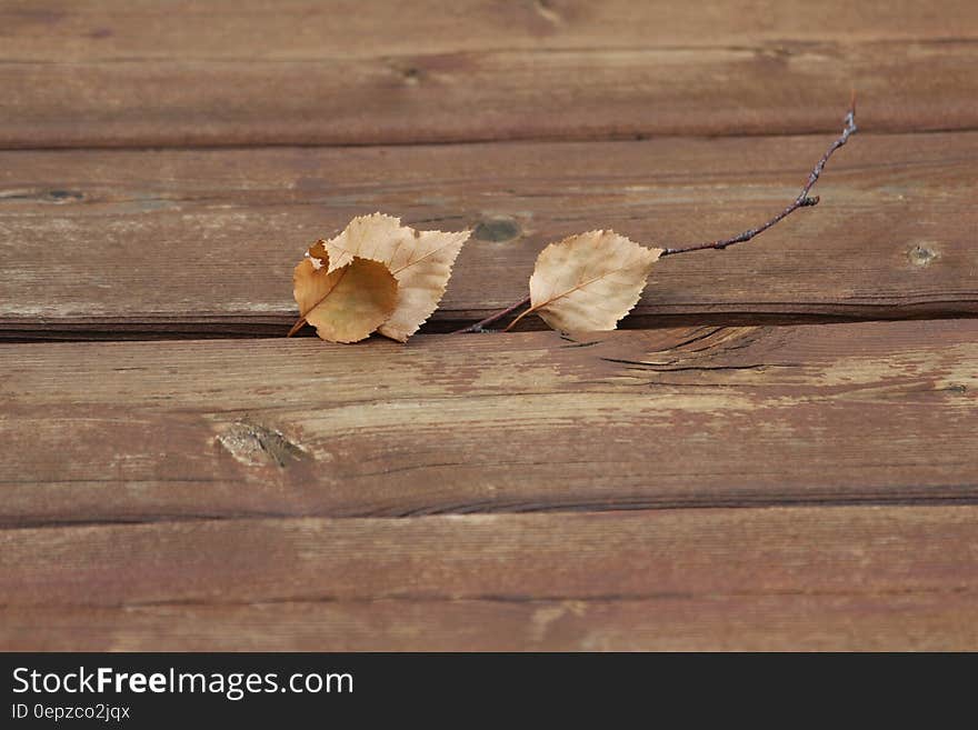 Brown Dry Leaves on Brown Wooden Plank