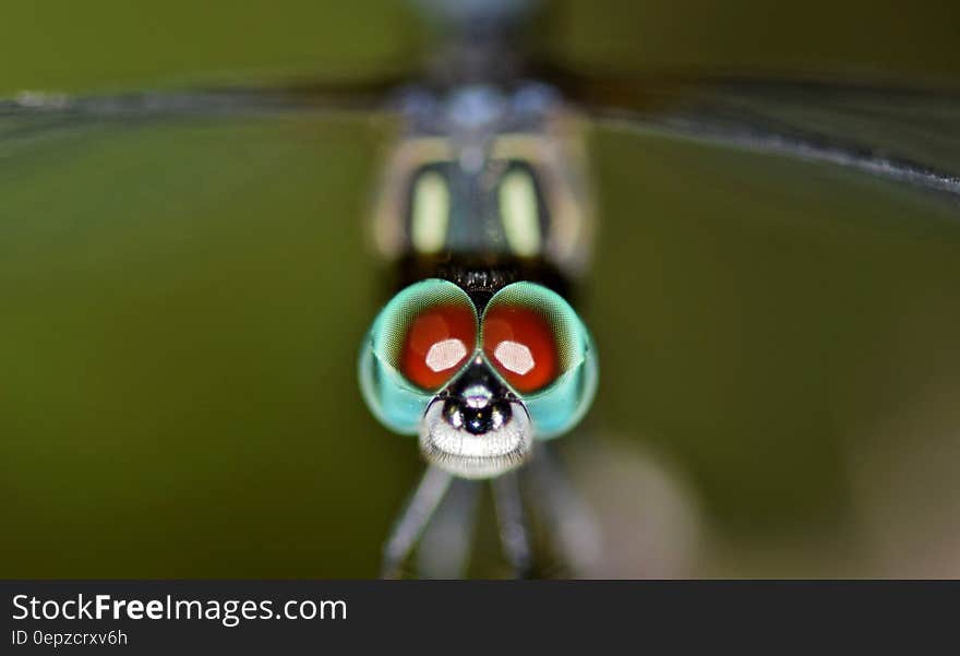 Macro Photography of Dragonfly