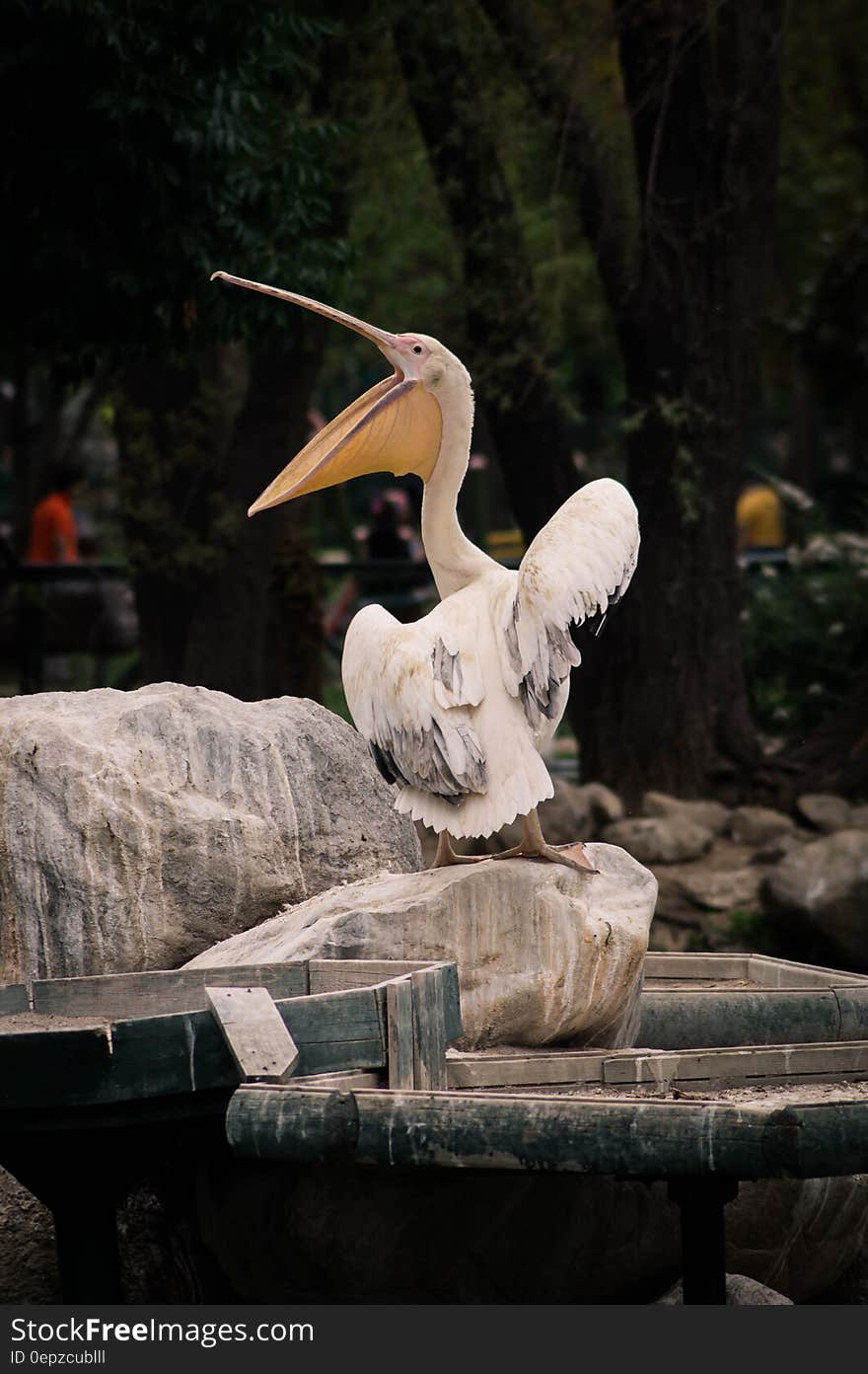 Portrait of white pelican with open beak on rock in zoo. Portrait of white pelican with open beak on rock in zoo.