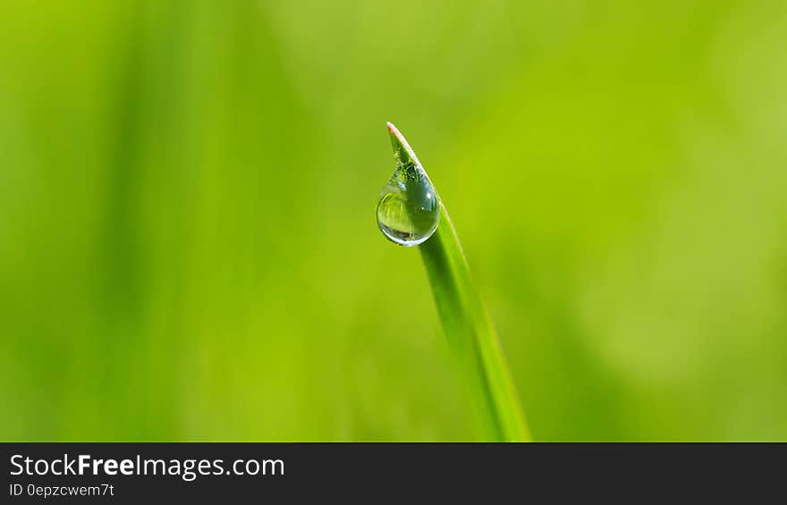 Macro Photogoraphy of Dewdrop on Leaf