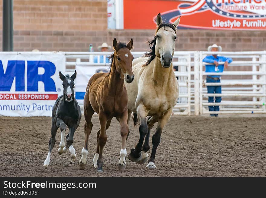 3 Horse Racing on Field