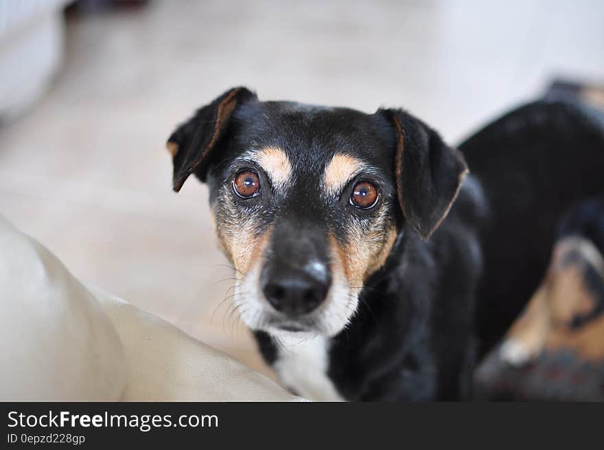 Portrait of black and brown dog standing in home. Portrait of black and brown dog standing in home