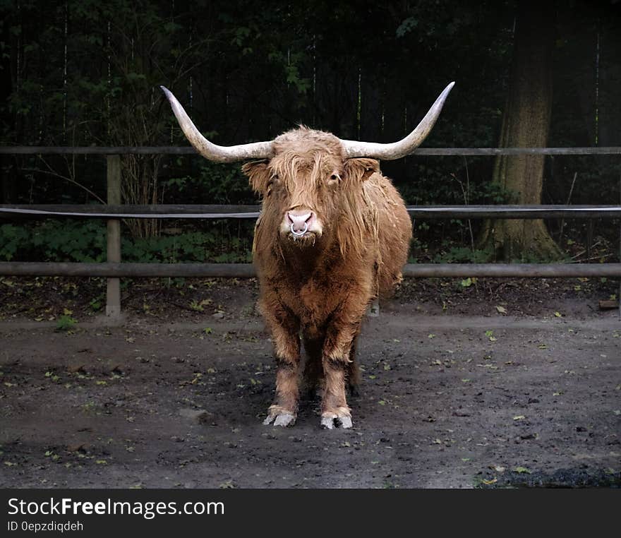 Portrait of longhorn steer in dirt paddock.