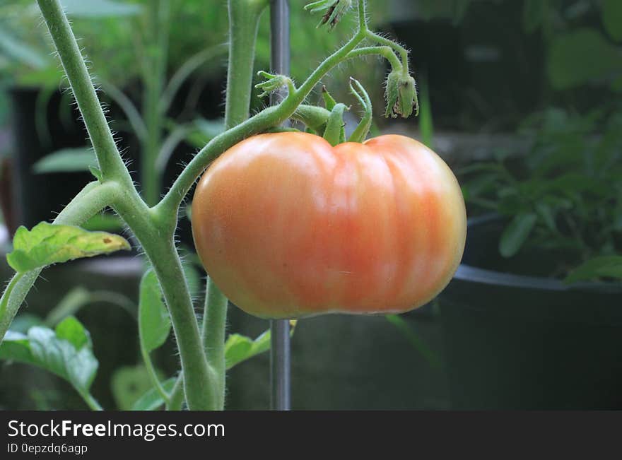 Orange Tomato