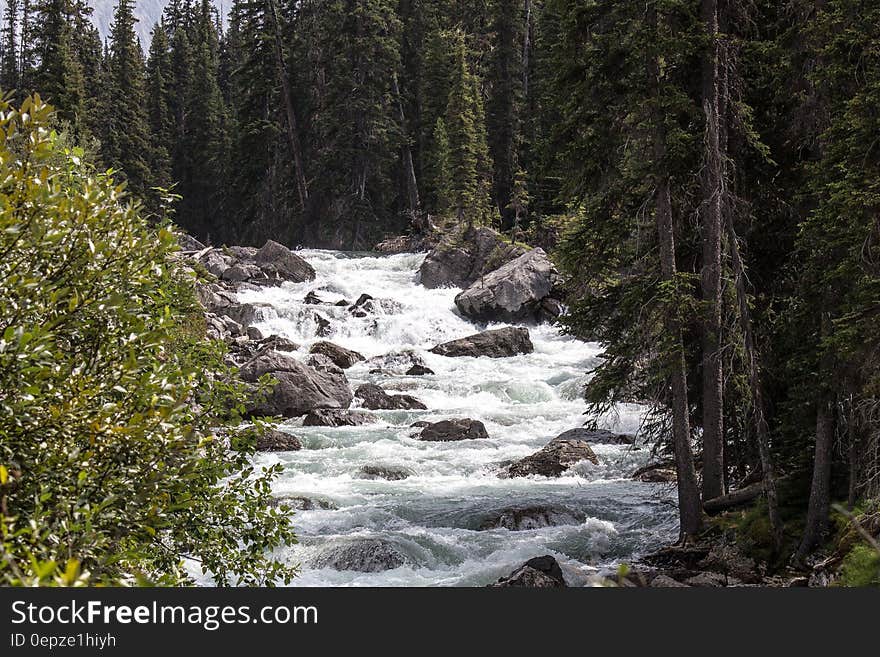 River Stream Inbetween Green Trees