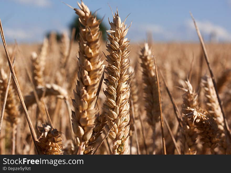 Brown Wheat Under Blue Sky