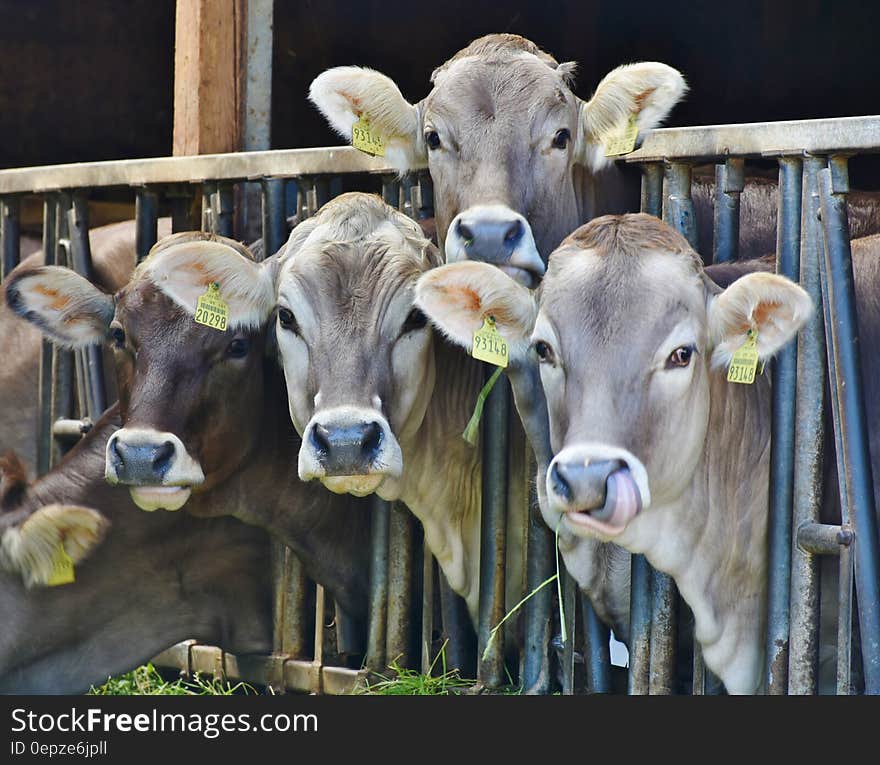 4 Cows Behind Black Metal Rails