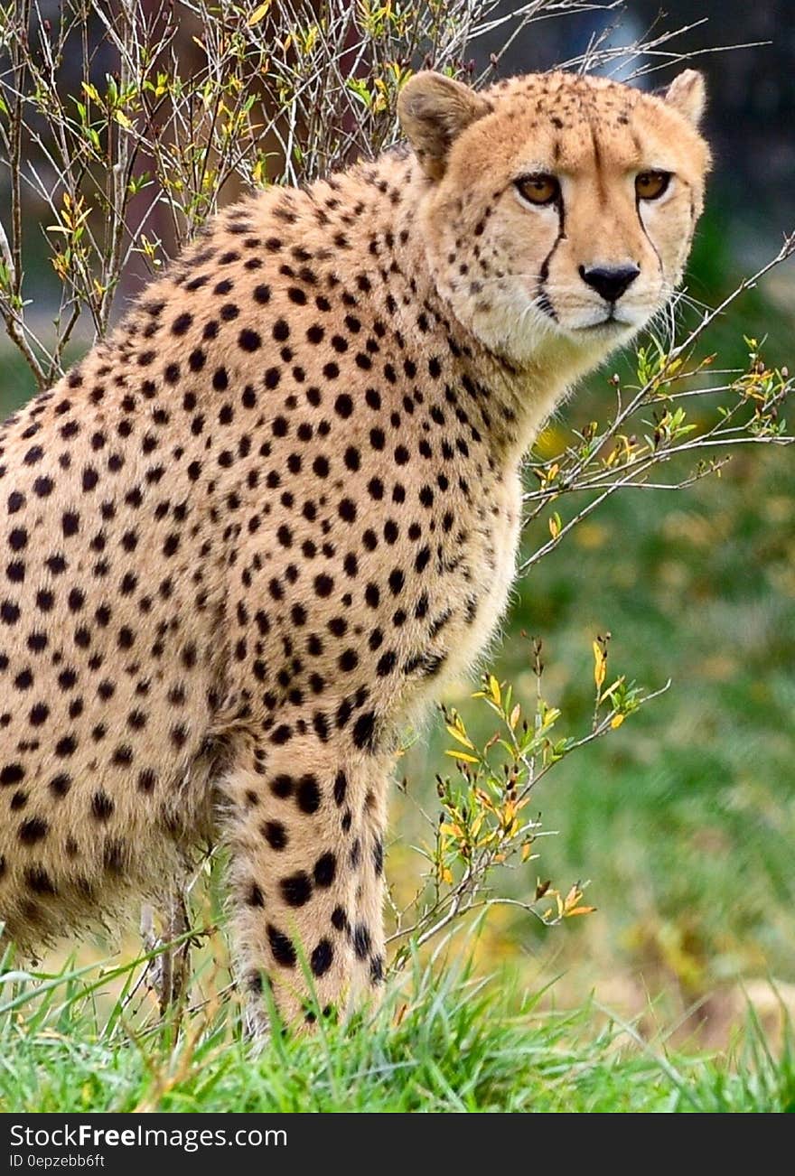 Cheetah in Green Grass Lawn