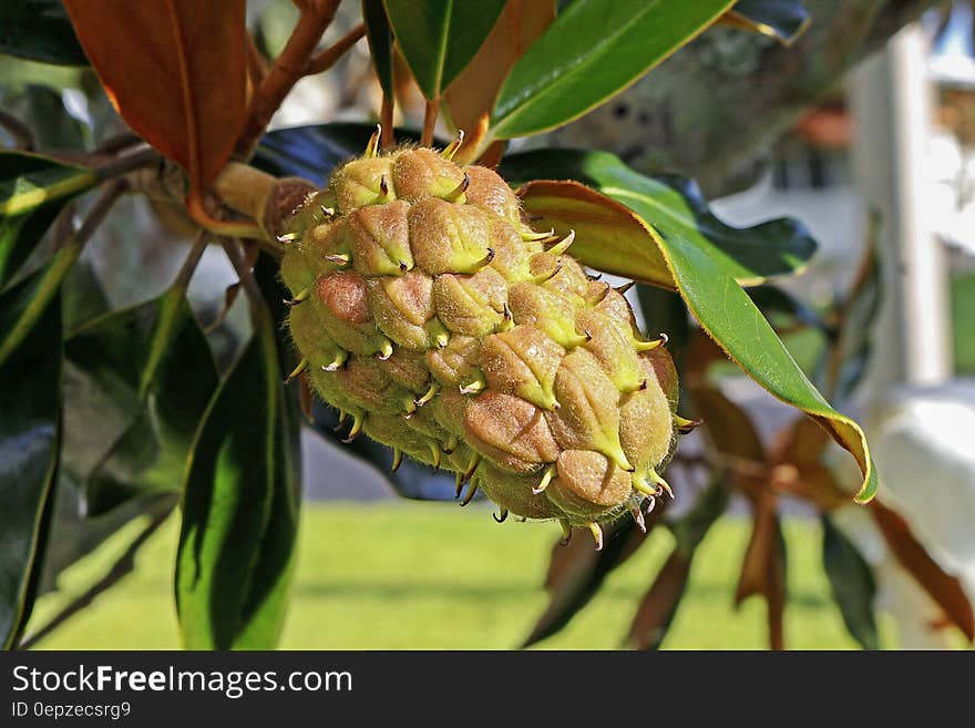 Green Fruit