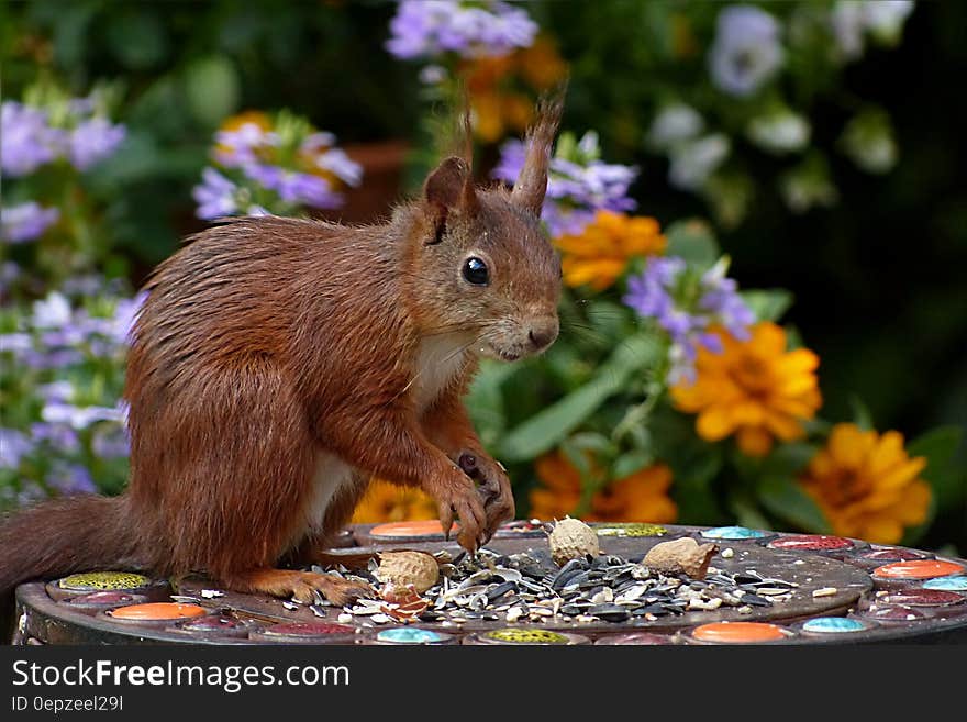 Brown Squirrel