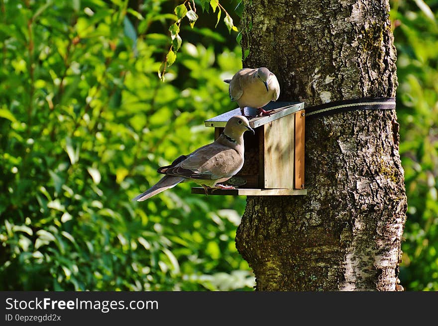 Brown and Beige Short Beak Claw Foot Bird on Bird House